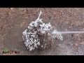 casting a bigger fire ant colony with molten aluminum cast 057