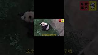 现在的福宝，已然在户外院子里玩耍了，很快可以展出了 #饲养员 #panda #cute #国宝 #熊猫#shorts