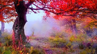 Entspannen, Schlafen \u0026 Erholen bei Regen im Herbstwald Regengeräusche zum Einschlafen Vögel singen 🌳