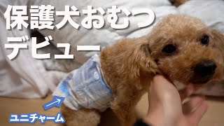 保護犬が初めておむつをつけた日は、初めて心を開いた日でもあった【Day6】