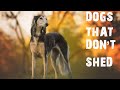 Top 10 Dogs That Don't shed