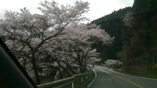 日向神ダム　千本桜Ⅰ