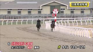 【2016育成馬展示会　調教映像】上場番号6 バクシンスクリーンの１４