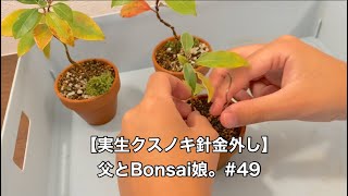 【実生クスノキ針金外し】父とBonsai娘。#49 #bonsai #盆栽 #クスノキ #針金外し