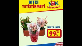 YILBAŞI ÇİÇEĞI SEVENLER! #ŞOK MARKETİNE 100TL'YE YILBAŞI BİTKİSI GELİYOR