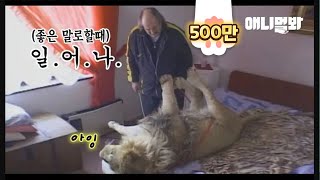 체코 어느 가정집에는 똥강아지 패치 된 사자가 살아..ㅣThe Reaction Of A Pet Lion When Waking Him Up Early In The Morning