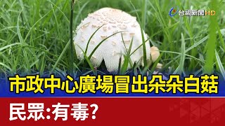 市政中心廣場冒出朵朵白菇 民眾：有毒？