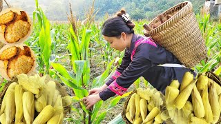 Harvest corn take home to boil and eat - make into cornbread | Lý Thị Say