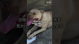 この夏、「外飼い」の犬を安全な室内へ