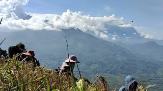 menuai padi bukit