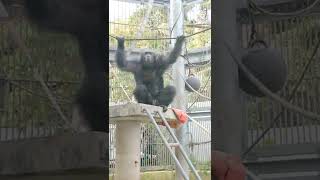 師聖🍰⑥チンパンジー・ギンくん★Chimpanzee・・・沖縄こどもの国・Okinawa Zoo \u0026 Museum(20211220)