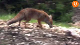 Lo spettacolo (bellissimo e unico) della natura nell'oasi del Wwf di Valtrigona in Val Calamento