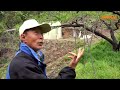 도장지로 갱신하는 복숭아 수형관리. 김연복의 복숭아 농사 kim yeon bok is farming peaches with unique tree care.