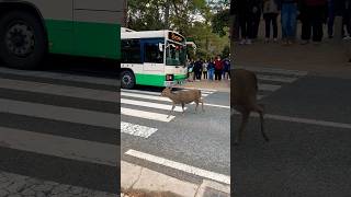 道路で鹿をやるのはとても気持ちいいです。 Nara park deer 🦌 in japan