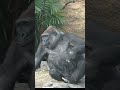 モモコとコモモ　【上野動物園】 ゴリラ🦍