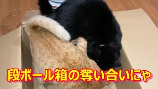 【ねこ】猫は何故に段ボール箱が好きなのかにゃ？【にゃんこ】【段ボール箱】