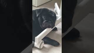 Когда завели собаку, чтобы быть активнее #мопс #pug #shorts #рекомендации