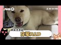 土撥鼠躺床爽睡整天！軟爛模樣超可愛｜寵物動物｜野生動物｜土撥鼠｜萌寵