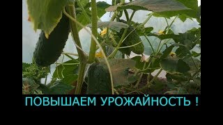 ПОВЫСИТЬ УРОЖАЙНОСТЬ ОГУРЦОВ - ПРОСТО  ! СУПЕР СПОСОБ .