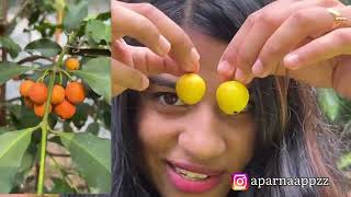 നിങ്ങൾ  ആവിശ്യപ്പെട്ട video | variety fruit’s ✨