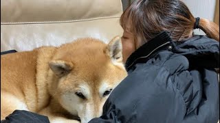 柴犬福 総集編 Cute videos of shibainu  Fuku🐶#柴犬 #shibainu #tiktok #dog #いぬ