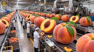 Inside Peach Factory: Village to Canned Peaches Full Process