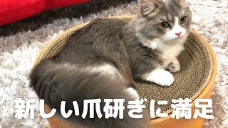 新しい爪とぎに大満足の子猫！すぐ爪とぎ開始っ！