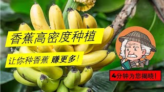 如何从香蕉种植 赚更多？！香蕉 高密度种植 6 大 技术&注意事项 ！学会了 最大化收入！【4分钟最大化香蕉种植收入及利润！】