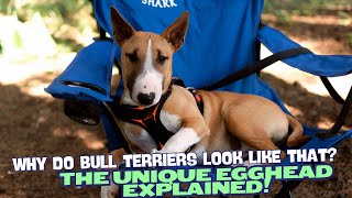 Why Do Bull Terriers Look Like That?🥚