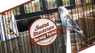 SUARA BURUNG : Suara Masteran Parkit Gacor Ngerol Panjang