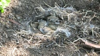 Baby Rabbit in our garden , նապաստակի ձագեր մեր պարտեզում , Новорождённые кролики