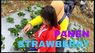 panen strawberry di malino