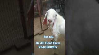 Sojat bakra #for sell 85kg #sojatbakra #sojat #goat #bakra #goatfarming #sell #sale