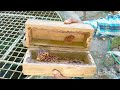 how to split stingless bee colony ചെറുതേനിച്ച കോളനി സ്പ്ലിറ്റ് ചെയ്യാൻ ഇത്ര എളുപ്പമോ....