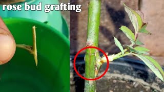 Rose Plant Bud Grafting Technique|Rose Budding