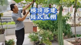 三妹家楼顶菜园种瓜果，自建永久性链式瓜棚架，安全耐用