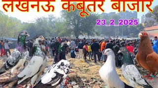 Lucknow Kabutar market New Video 23/2/25 🤗 Lucknow pigeon Loft Kabutar market Kabutar for sale