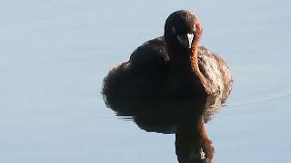 2024.9.13.多摩川の野鳥_Wild birds of the Tama Riverr_チャプター付き