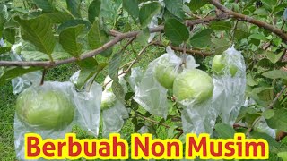 Jambu Kristal Jember Non Musim