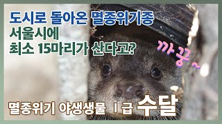 [국립생태원] 도시로 돌아온 멸종위기종 | 서울시에만 최소 15마리가 산다고!? | 멸종위기 야생생물 Ⅰ급 수달 편 |