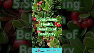 5 Surprising Health Benefits of Bearberry | #carecrash