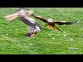 red kites at gigrin feeding station in wales filmed in may 2021 4k