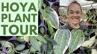 Special Hoya Greenhouse visit - Paul Shirley Succulents | Plant with Roos