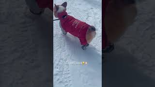 尻がはみ出るコーギー　#corgi  #コーギー  #コーギー犬  #shorts  #short  #dog  #dogs  #犬　#雪遊び　#尻　#お尻　#おしり