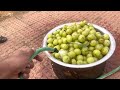 amla plucking and processing at our farm