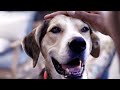 redbarn dry dog food jasper loves meat