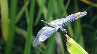 チョウトンボ Rhyothemis fuliginosa（Ⅰ）