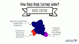 Base Editing Explained!