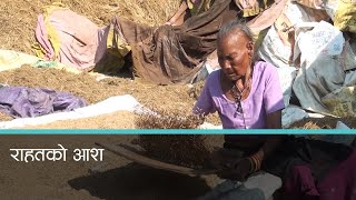 बाढीले बगाएको धानको शिला खोज्दै किसान