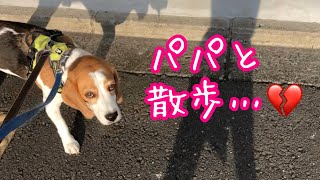 パパとふたりきりのお散歩にテンション低めのビーグル犬さつき氏